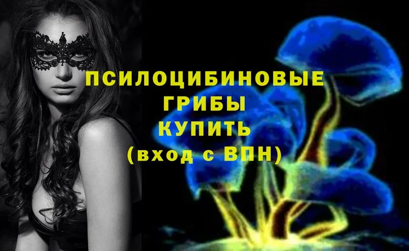 Галлюциногенные грибы Psilocybe  наркота  Нытва 